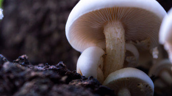 Compass Pathways will