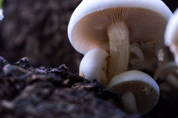 Compass Pathways will "microdose" the patient with magic mushroom's psychoactive ingredient called psilocybin.