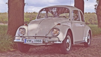 Beetle