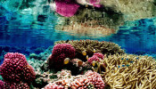 World Resources Institute in collaboration with The Nature Conservancy, UNEP World Conservation Monitoring Centre, and other agencies noted in a 2011 study that over 90 percent of the world's corals will disappear by 2050.