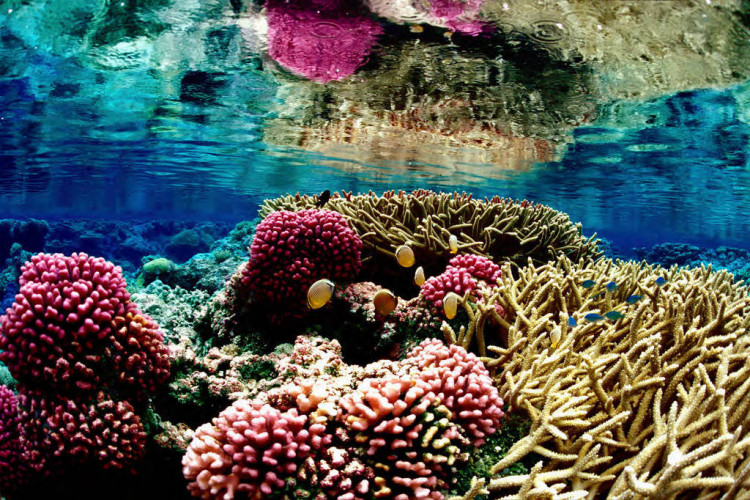 World Resources Institute in collaboration with The Nature Conservancy, UNEP World Conservation Monitoring Centre, and other agencies noted in a 2011 study that over 90 percent of the world's corals will disappear by 2050.