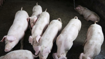 Pigs are seen at a backyard farm on the outskirts of Harbin