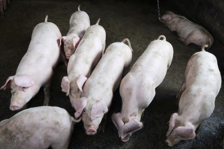 Pigs are seen at a backyard farm on the outskirts of Harbin