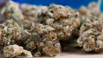 Cannabis