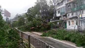 People in Hong Kong Seeking Medical Help for Stings as Bees ‘Go Crazy’ Following Typhoon Mangkhut's Devastation