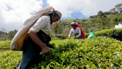  In spite of being a major cash crop, it seems like the tea pickers do not even benefit from it.