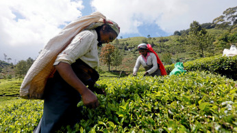 In spite of being a major cash crop, it seems like the tea pickers do not even benefit from it.