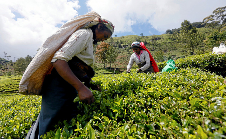  In spite of being a major cash crop, it seems like the tea pickers do not even benefit from it.