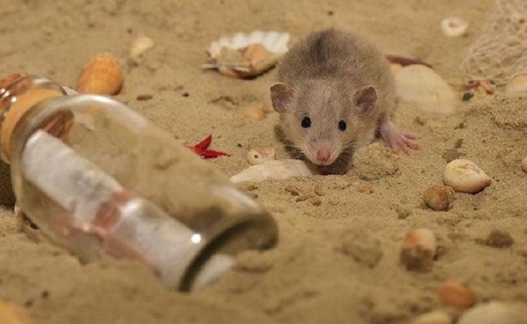 Scientists Removed 'Zombie Cells' in Mice, Deterring Alzheimer's Disease Significantly