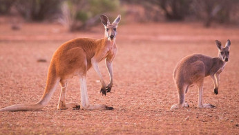 Here's How Australia’s Wild Outback is Being Prepared for the Highly Anticipated Chinese Tourist Boom