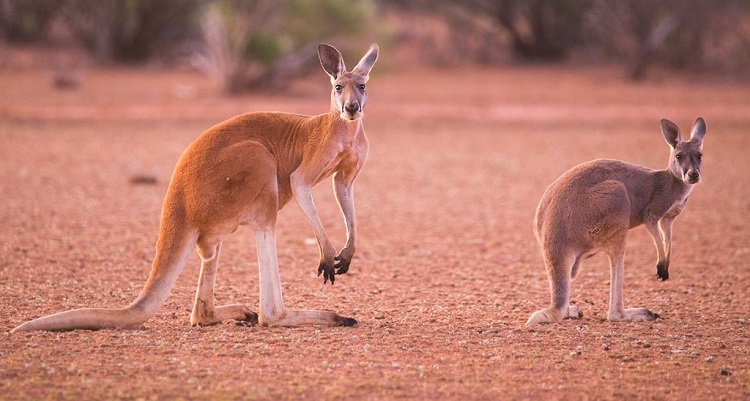 Here's How Australia’s Wild Outback is Being Prepared for the Highly Anticipated Chinese Tourist Boom