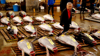 Tsukiji fish market 