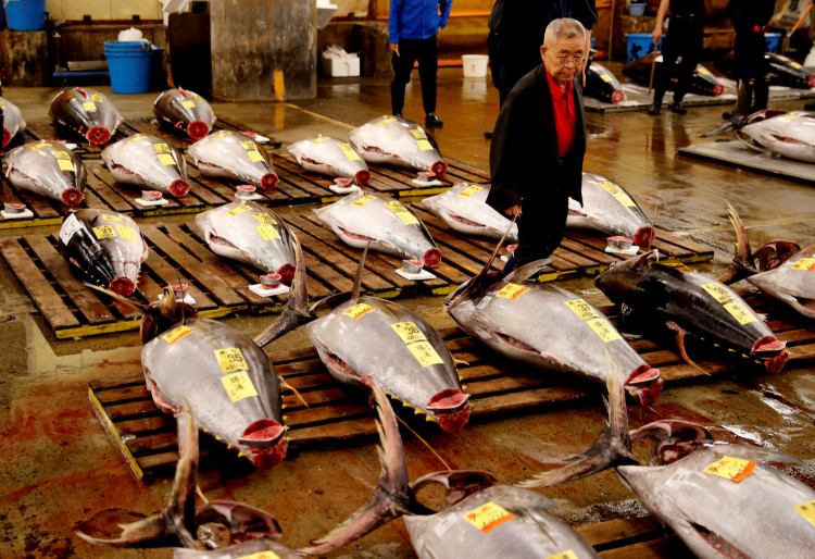 Tsukiji fish market 