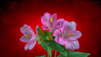 Alstroemeria from Kenya