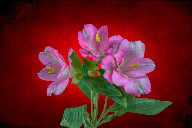 Alstroemeria from Kenya