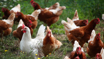 Chickens