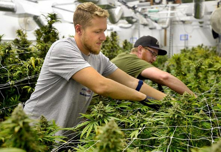 Running short of weed