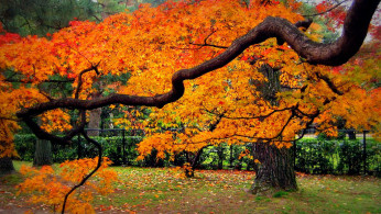 Tourists love to visit Japan's winter and spring seasons, but autumn is the best season to visit the country, too.