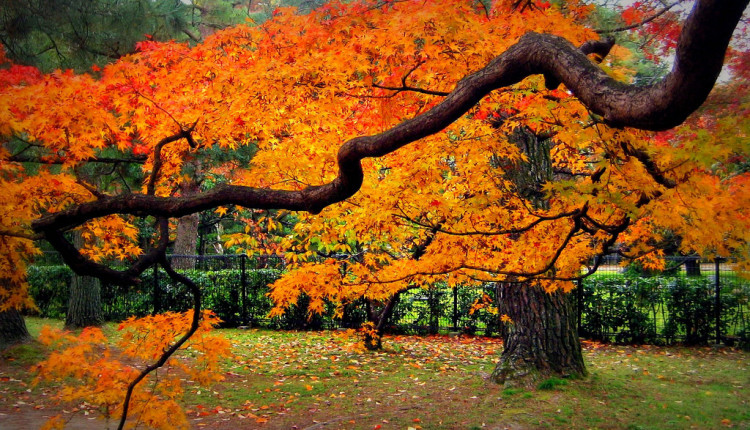 Tourists love to visit Japan's winter and spring seasons, but autumn is the best season to visit the country, too.