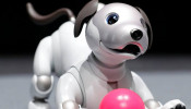 Robotic pets give the companionship as real animals do, but owners don't have the same responsibilities as having a real one.