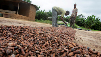 Scientists learned that the earliest consumption of cocoa, chocolate's main ingredient, was dated far back 5,000 years ago in South America.
