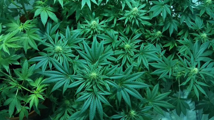 Medical Marijuana