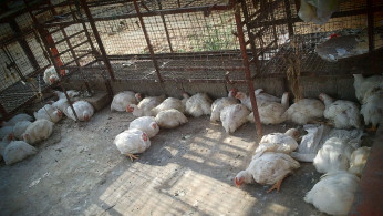 H7N9 Virus 