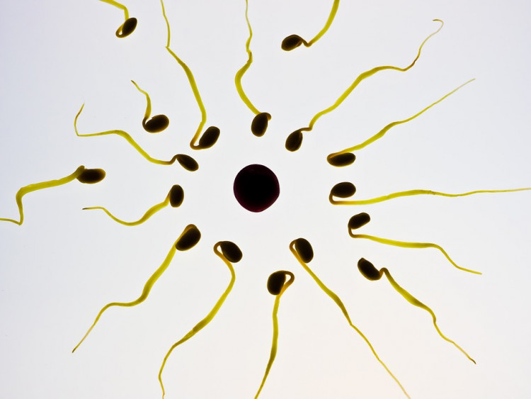 Sperm Cells