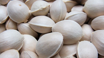 Gingko Seeds
