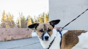 Dog