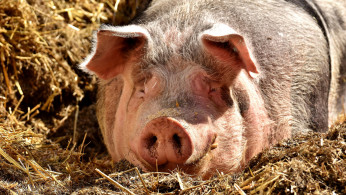 African Swine Fever