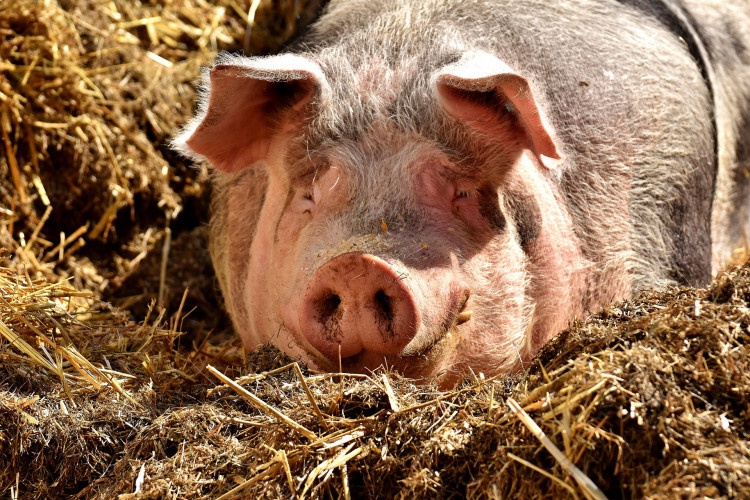 African Swine Fever