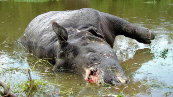 Poaching doesn't only involve rhinos and elephants, but the tiger and other animals that are sold in exotic pet markets as well.