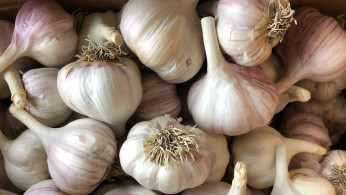Garlic