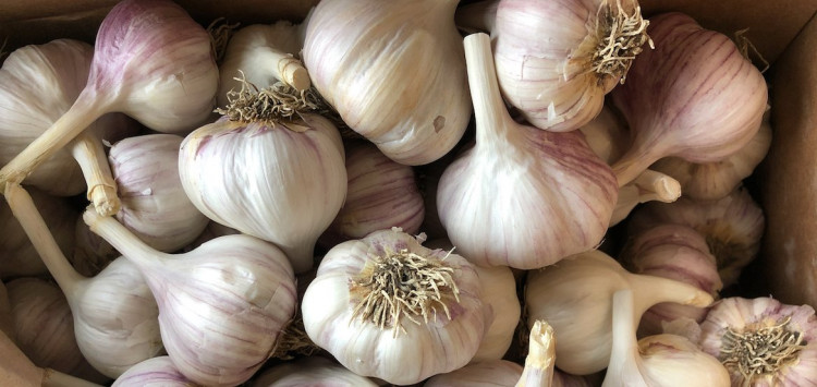 Garlic