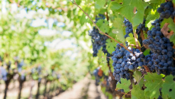 Vineyard