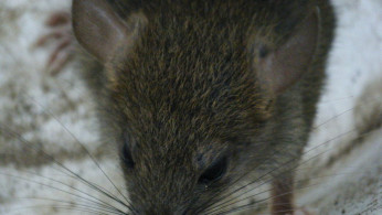 Rat Hepatitis E