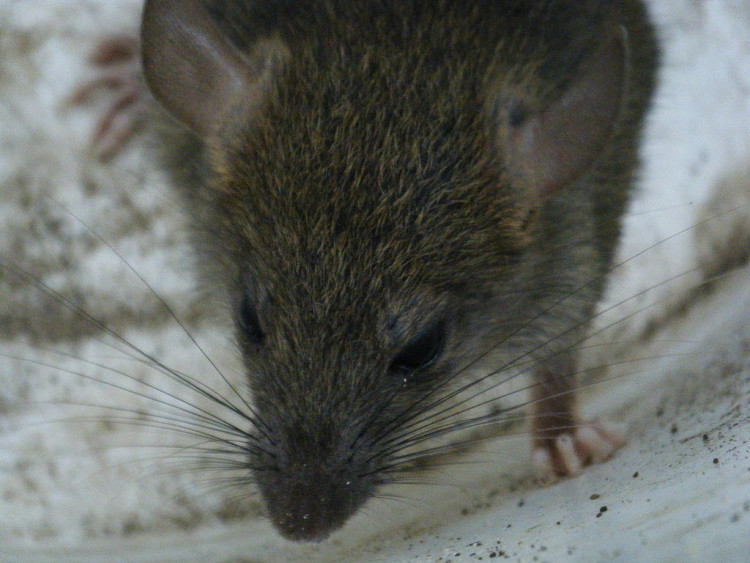 Rat Hepatitis E
