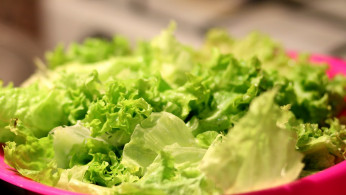 Romaine Lettuce