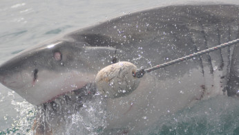 Shark
