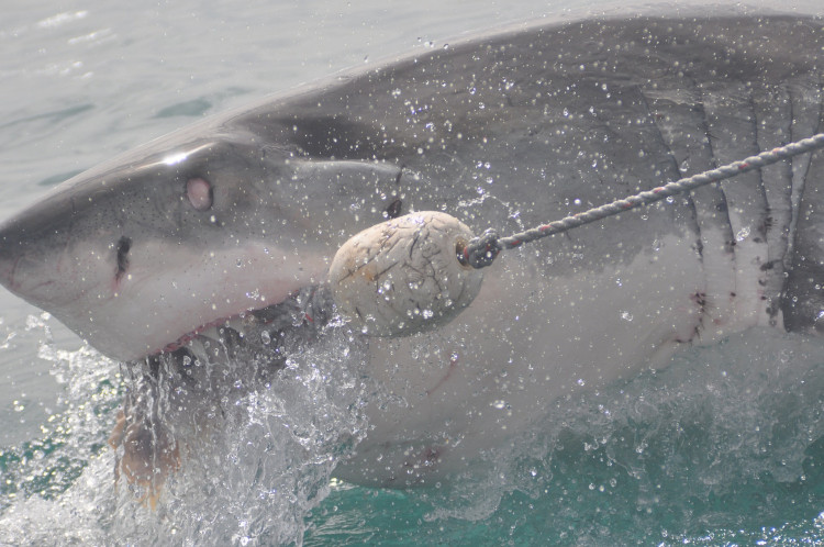 Shark