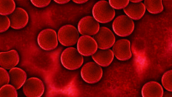 Blood Plasma