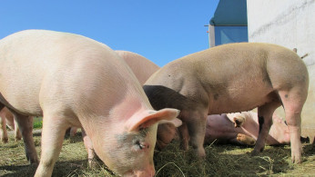African Swine Fever 