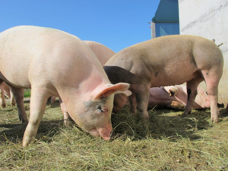 African Swine Fever 