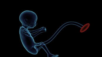 Fetus