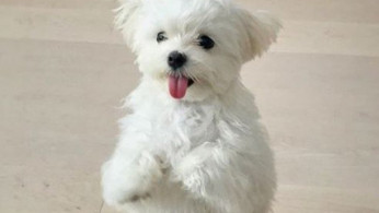 Maltese
