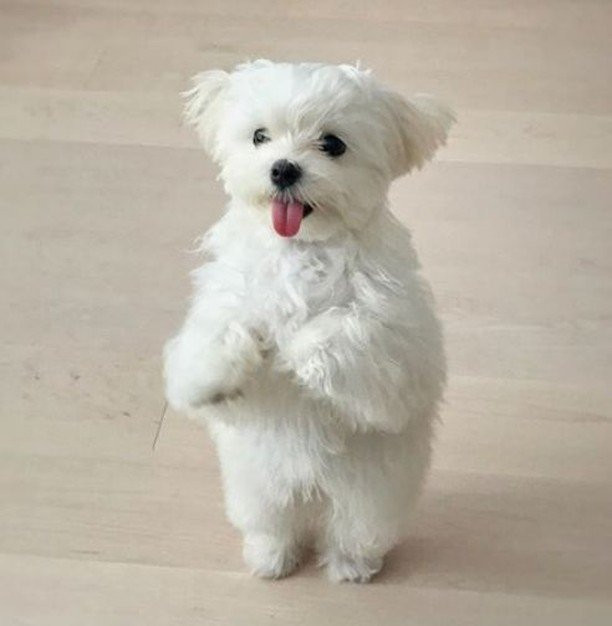 Maltese