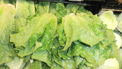 Romaine Lettuce
