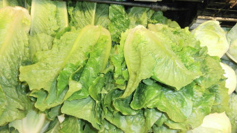 Romaine Lettuce