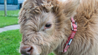 cow